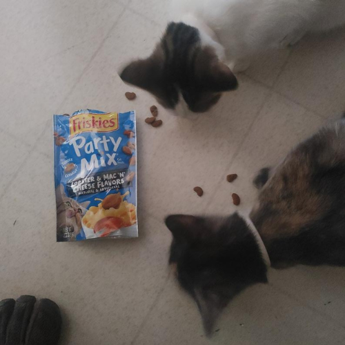 Ricevi gratis il campione omaggio Felix Party Mix per il tuo gatto